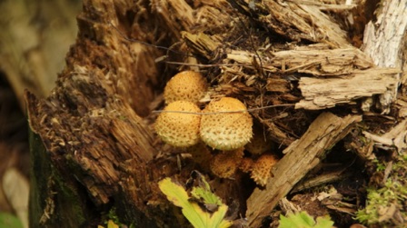 08-30a_Mushrooms Split Rock River